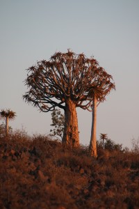 Kokkerboom(L) and a half man tree(R)