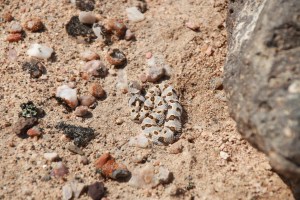 The adder that Kevin found. 