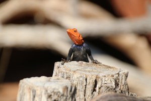 Looks like he has a wetsuit on