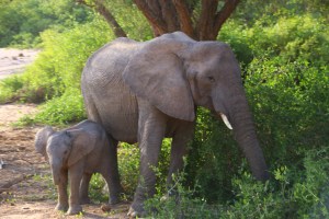 Desert elephants on the Huab river bed