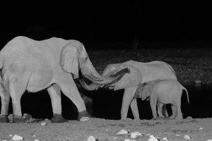 Elephants at the waterhole