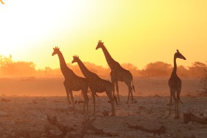 The dust was kicked up by the rhinos heading for the waterhole