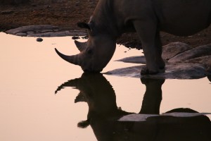 We saw a lot more rhino than we were expecting