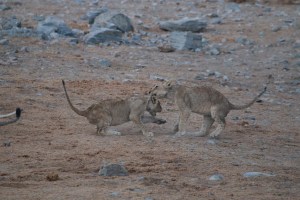 All cats like to play