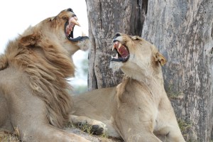 Another delight while in Khwai