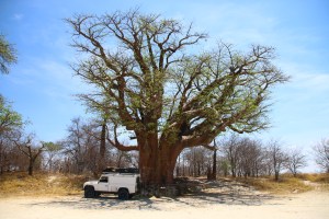 Bains Baobabs