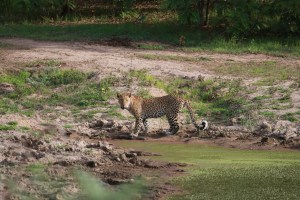 Shortly after killing  baby zebra